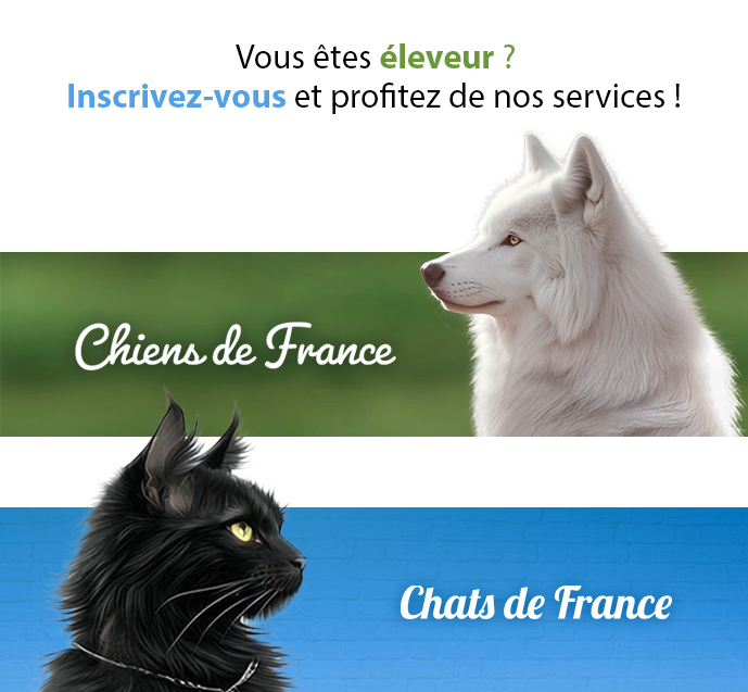 banniere-pub-chien-chat