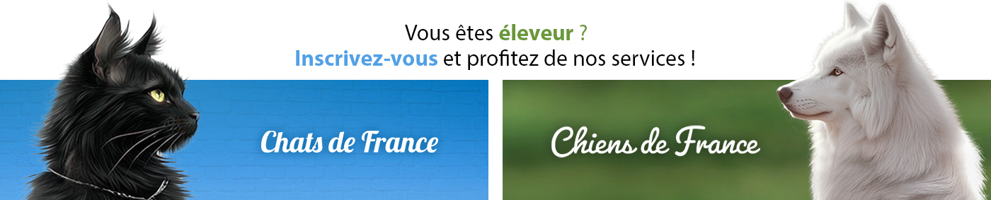 banniere-pub-chien-chat